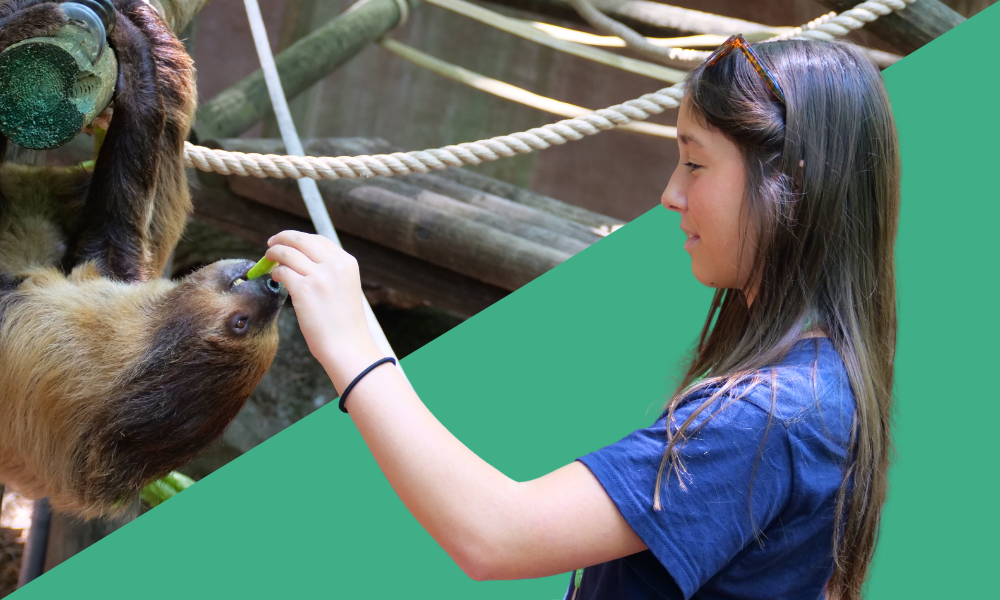 Feeding Zoo Animals