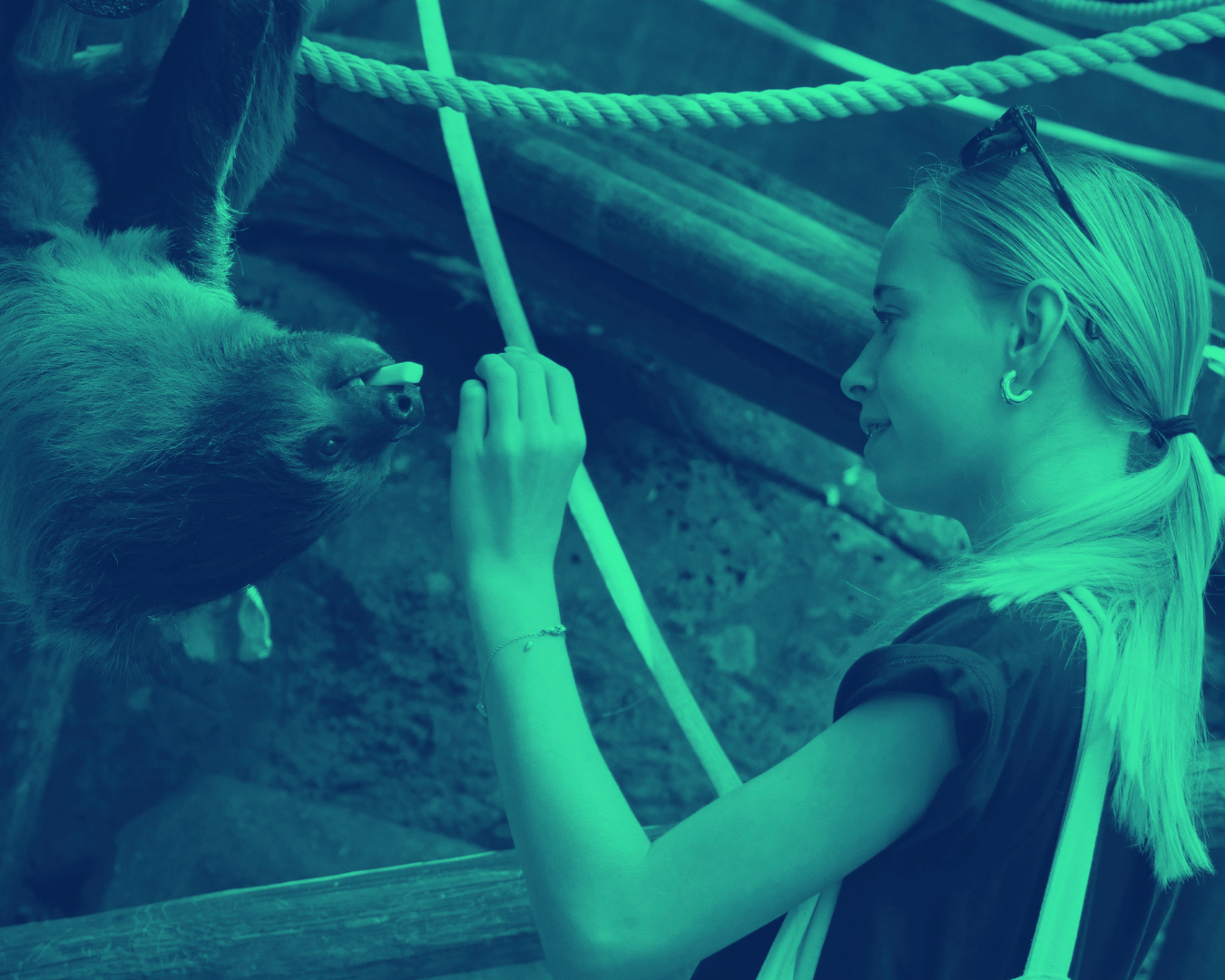 Zoo Visit Feeding a Sloth