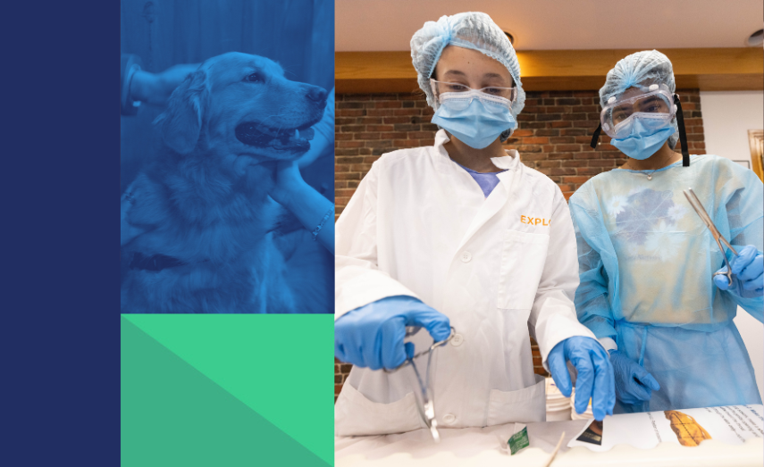 Hands-on Veterinarian program Hands-on Veterinarian program