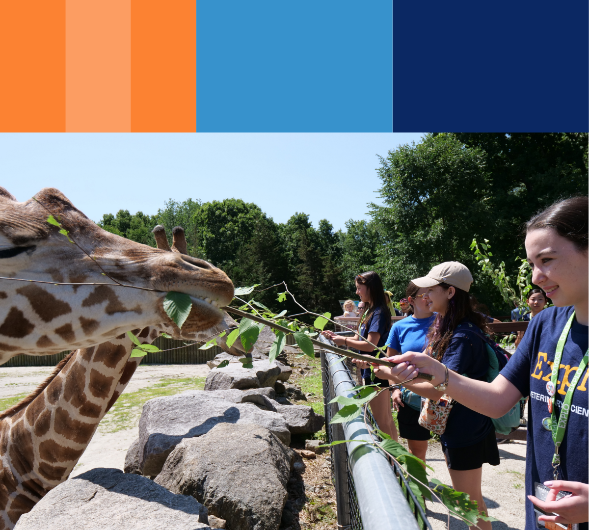 Feeding a giraffe