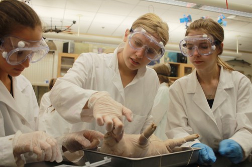 Three female students gather around a fetal pig to dissect it